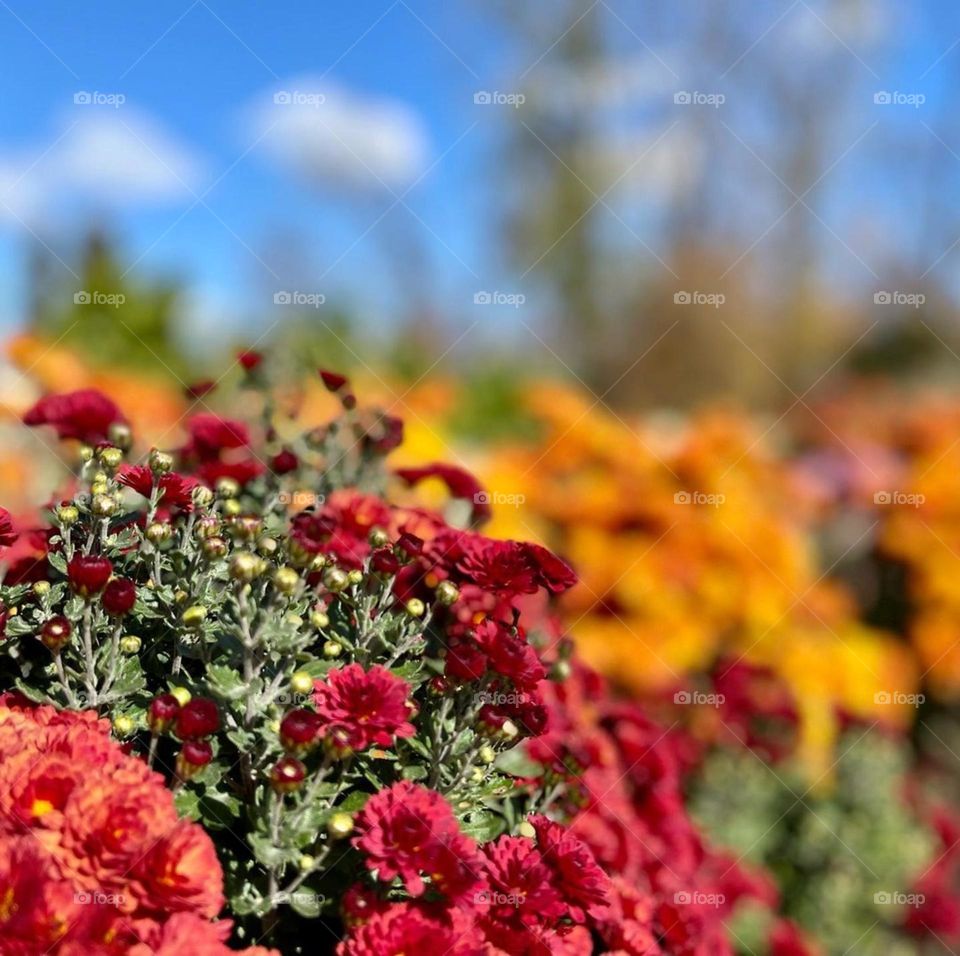 Autumn flowers