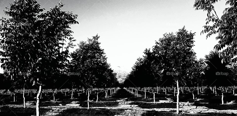 trees and more trees