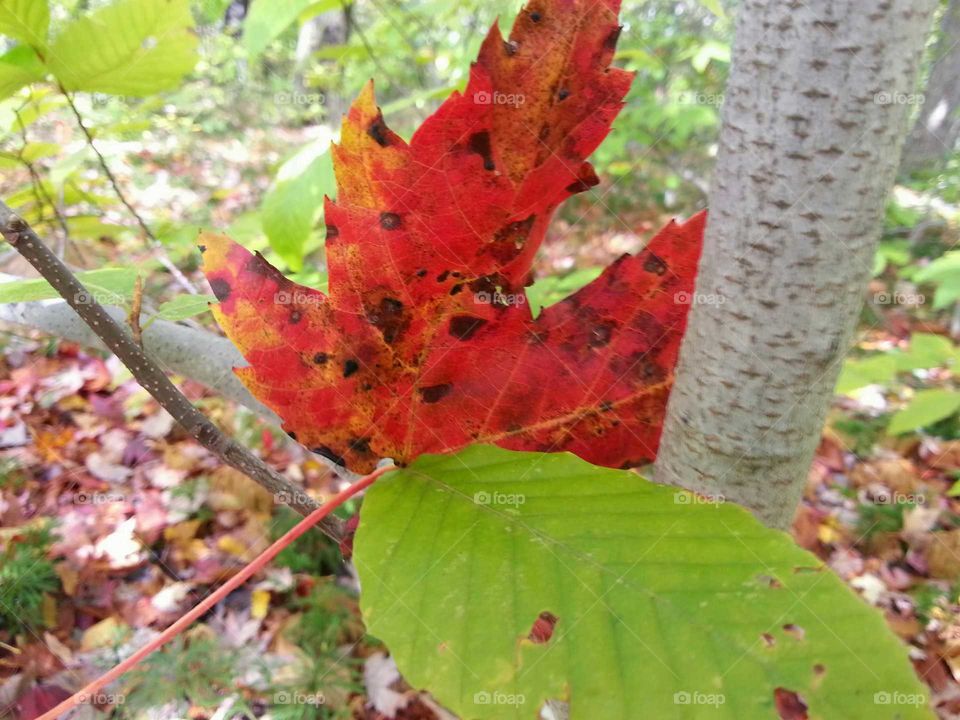 Red Leaf