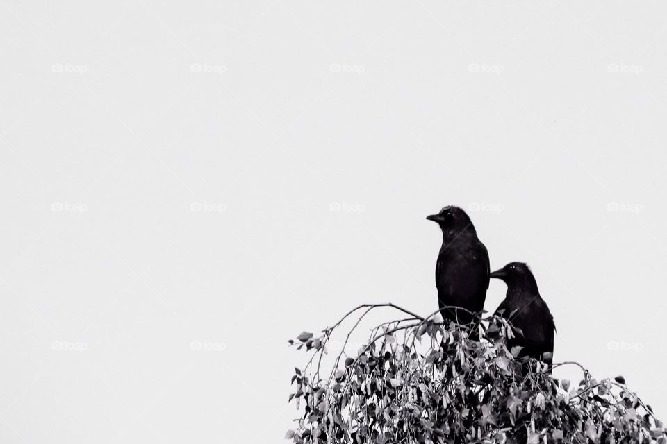 Two ravens are sitting high up in a birch