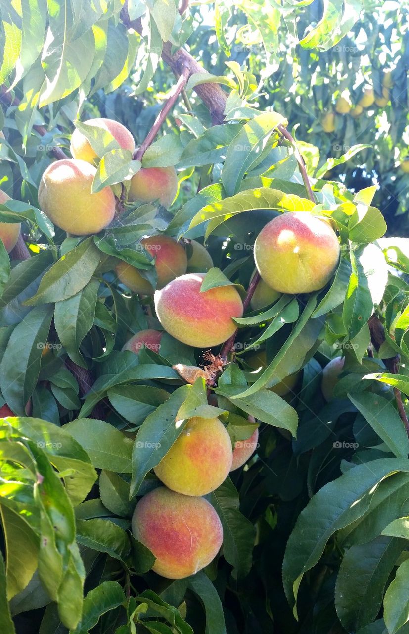 Peach tree
