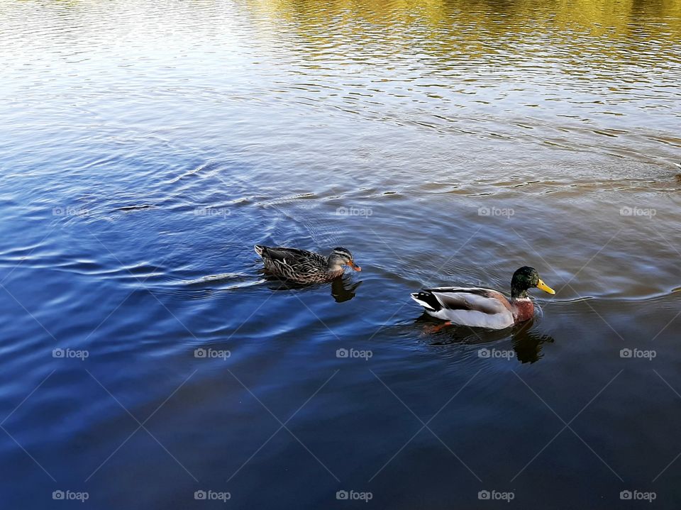 Mallard duck couple