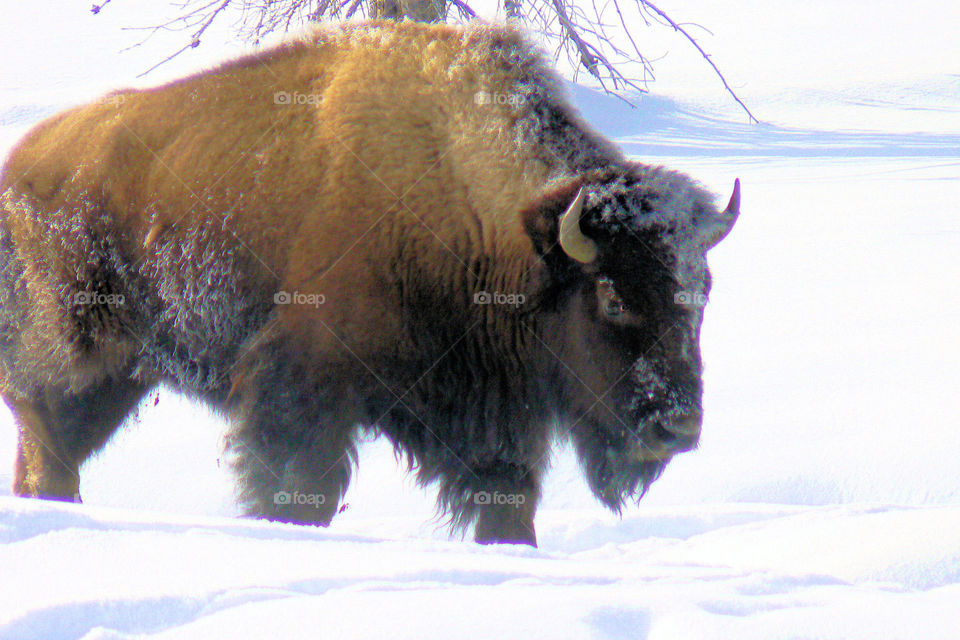 A bison tackles an overnight snowfall on a cold sunny morning