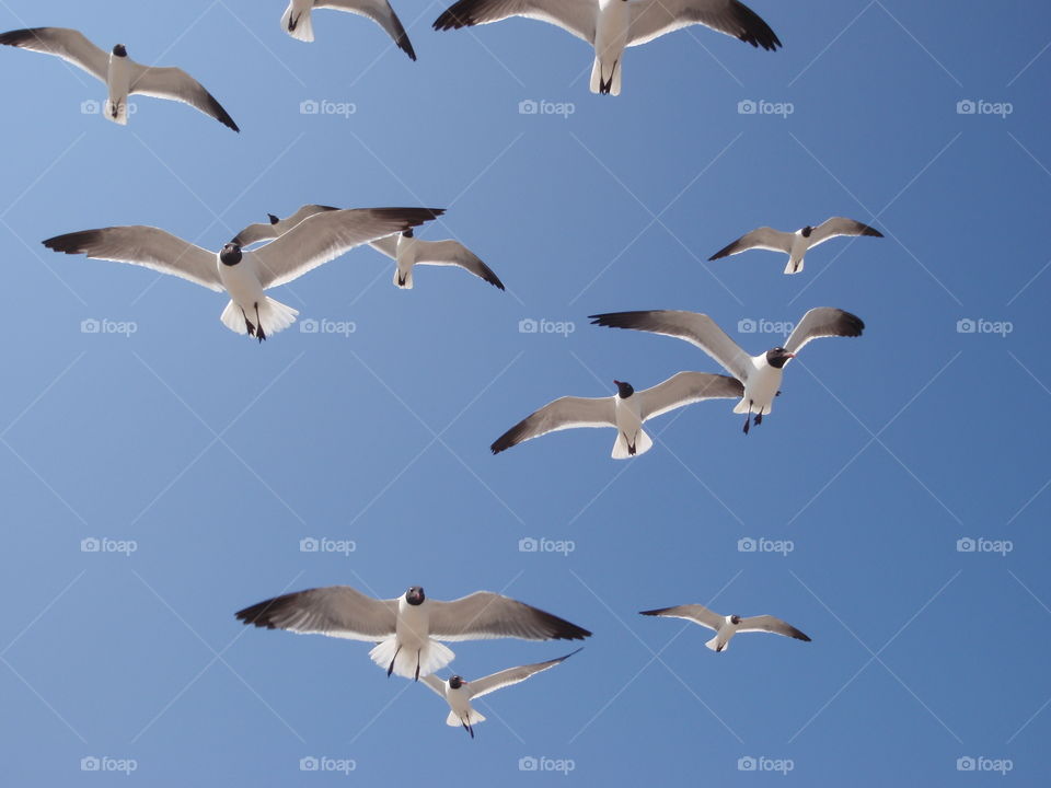 Seagulls flying above