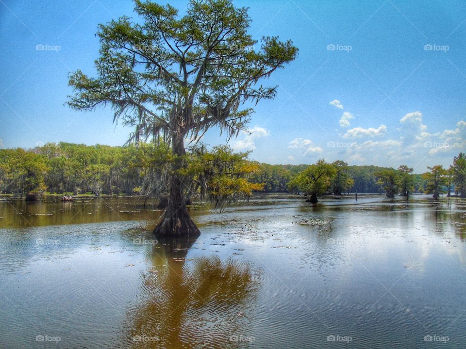 View of Caddo Lake, Texas