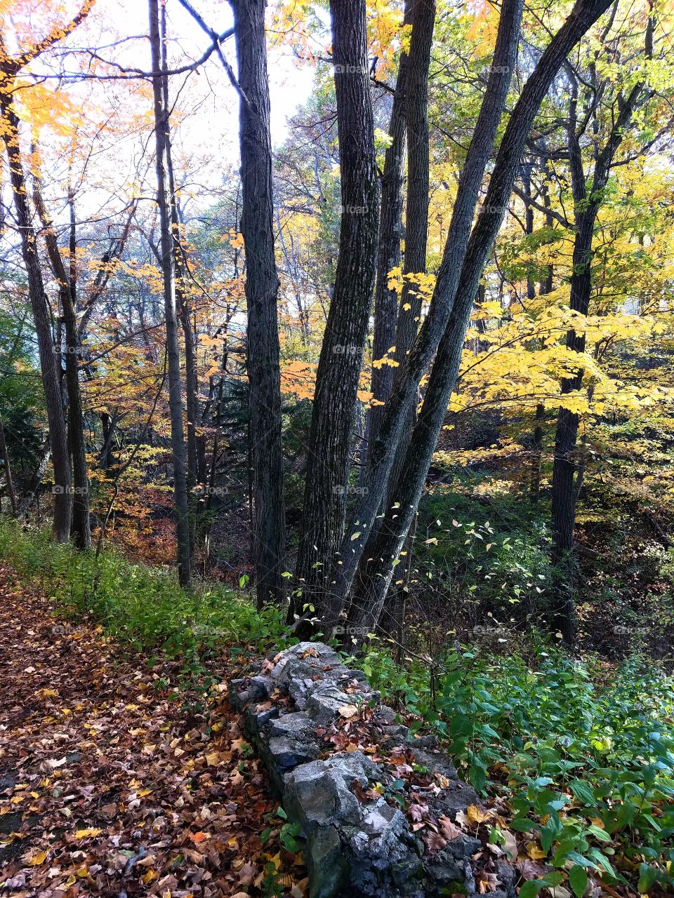 Trail to Lake