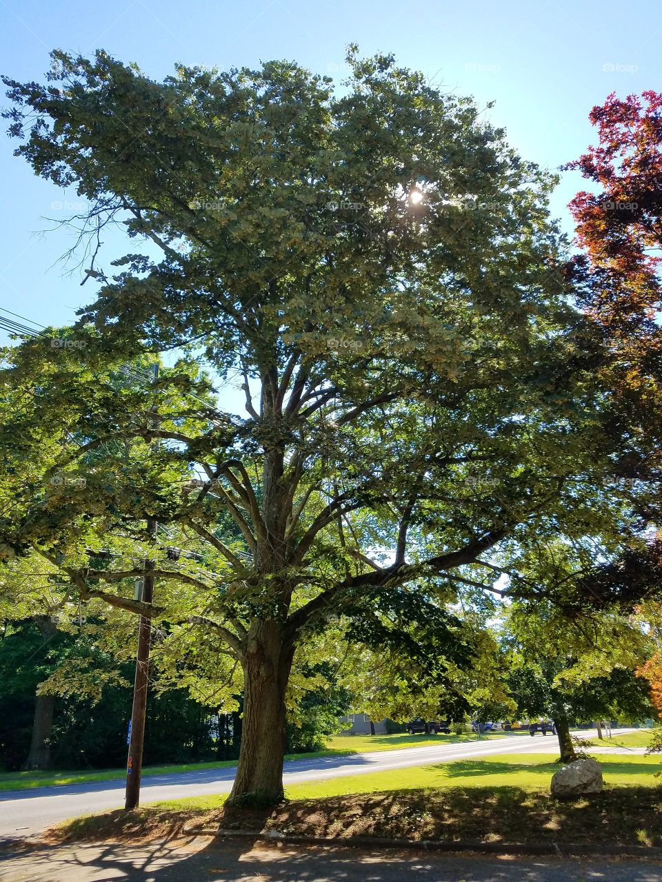 Linden Tree at least 70 years old, blooms a fragrant scent.