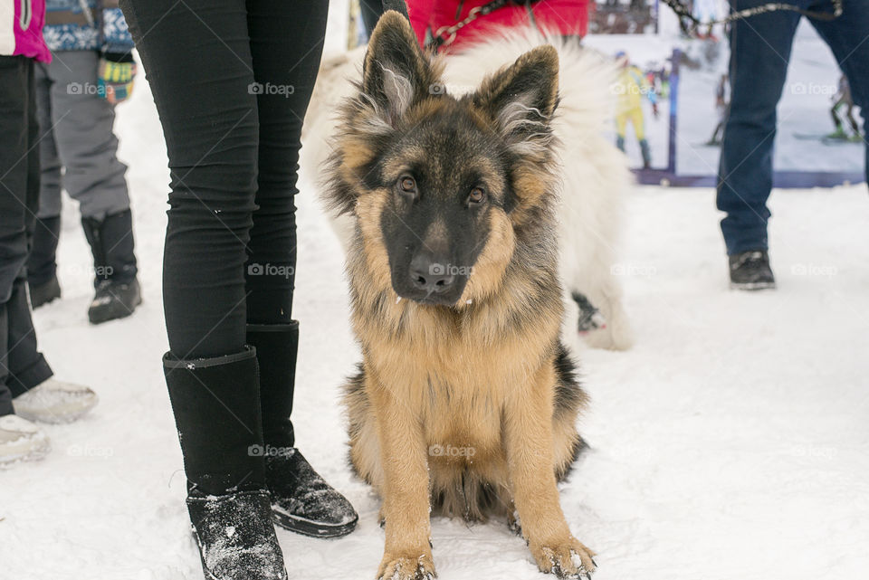 German Shepherd dog on the street