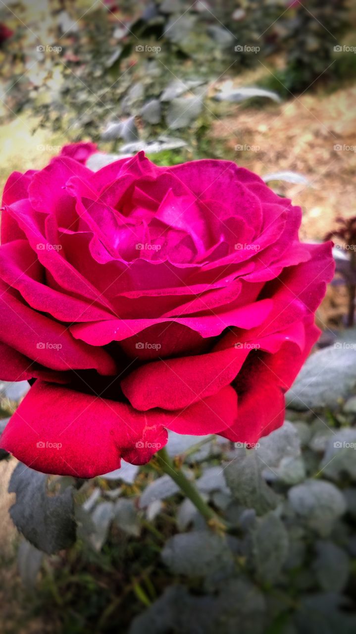 Beautiful Red Rose With Natural Background
