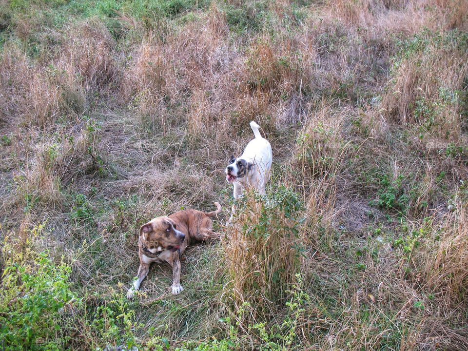 dogs in the grass  собаки в тр