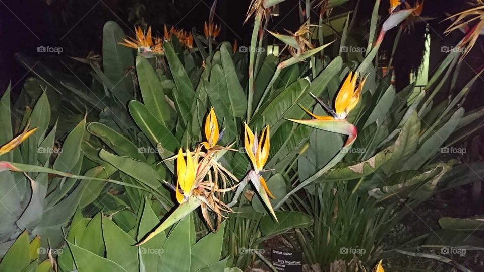 beautiful blooms of Birds of paradise flowers...