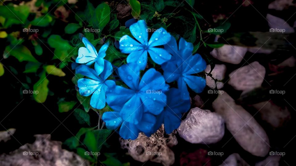 I found it at my School. I love them because of their attractive color.