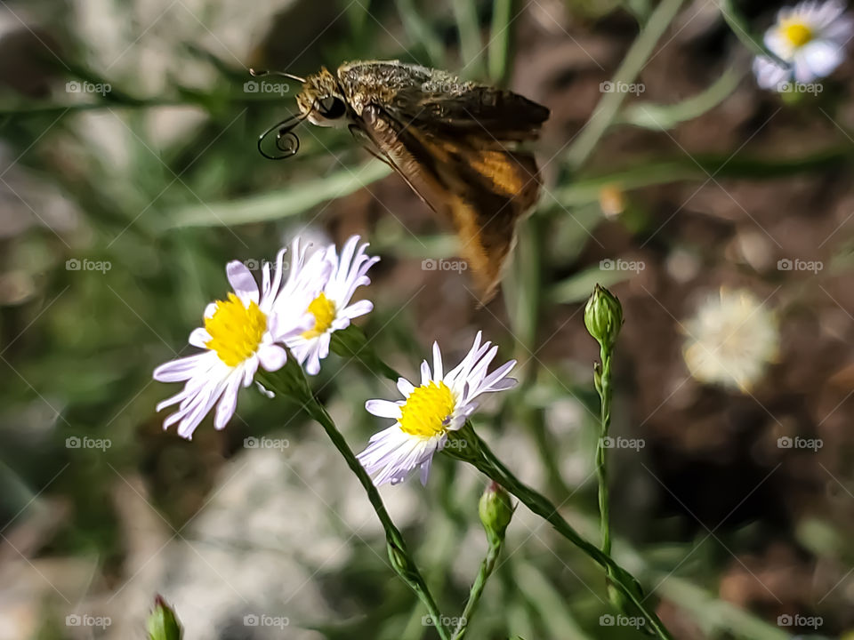 Small brown skipper butterfly in flight above small wildflowers.