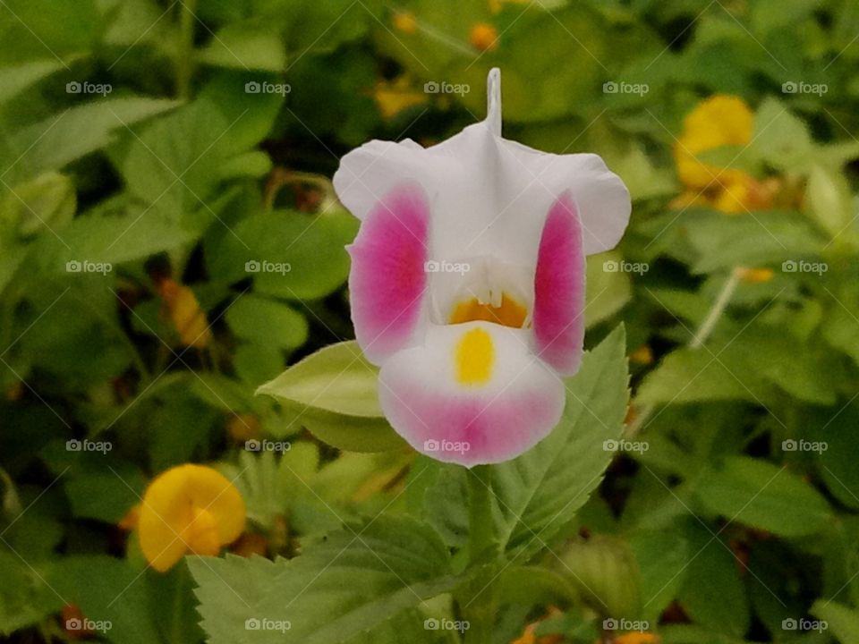 Beautiful Flower. It looks like fish