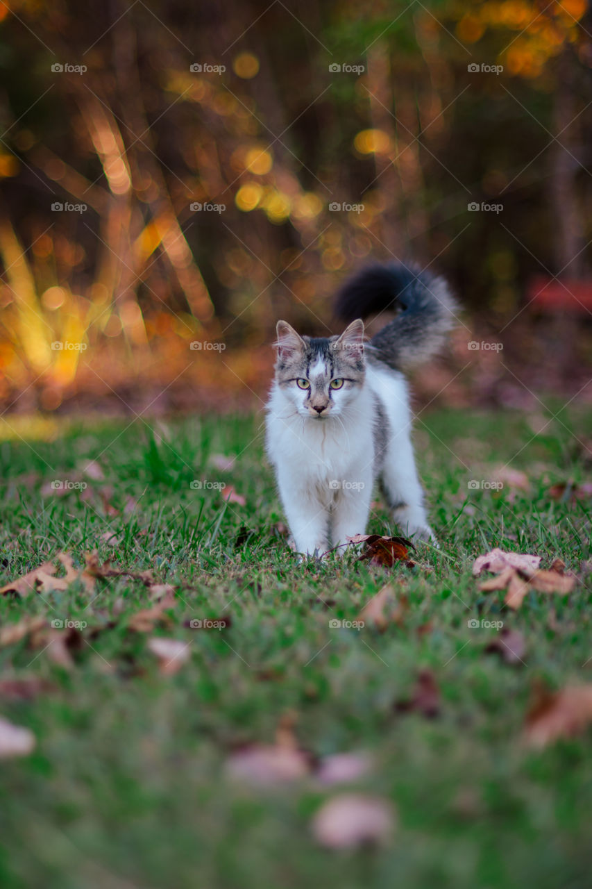 Tabby and White Long Hair Cat in Autumn 