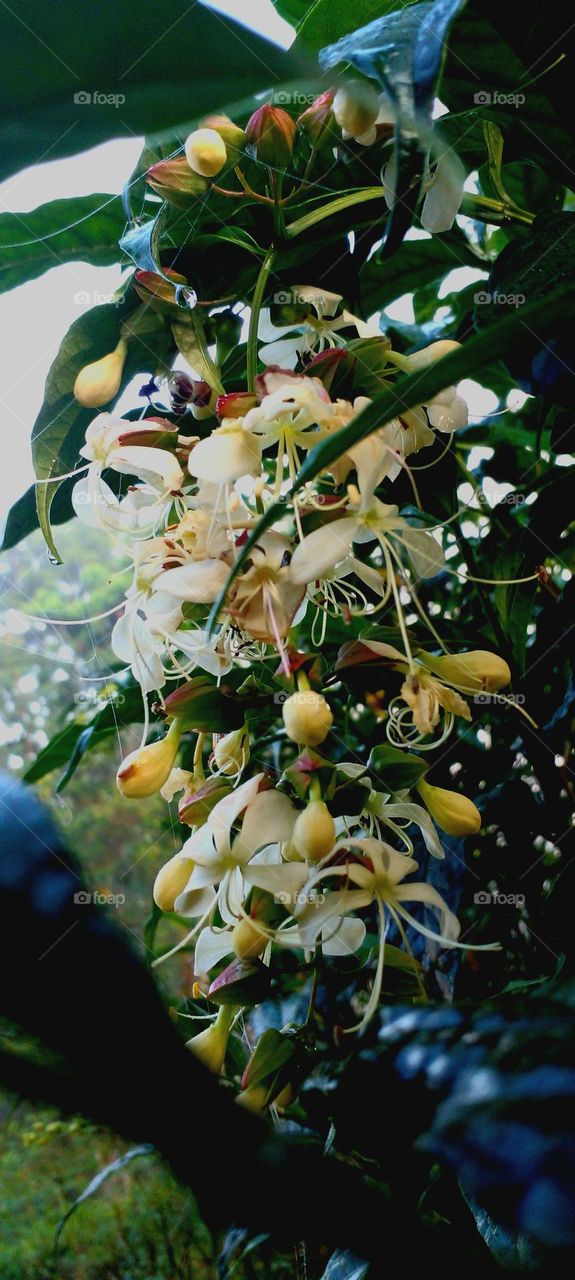 naturelove, white flowers, beautiful flowers