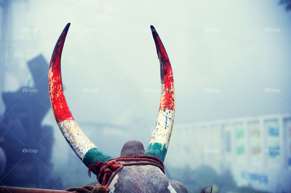 colorful india cow horns by rajphotography