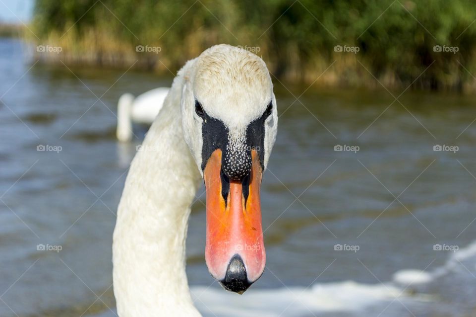 Swan portrait