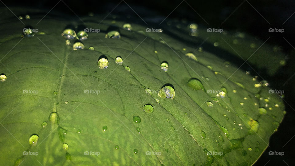 amazing view of water drop in leaf