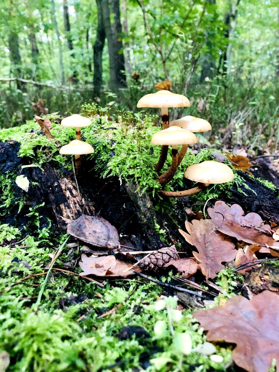 Mushrooms