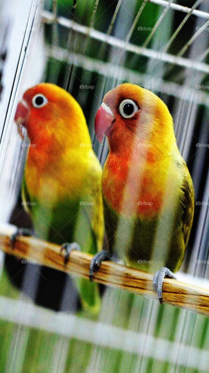A pair of love birds