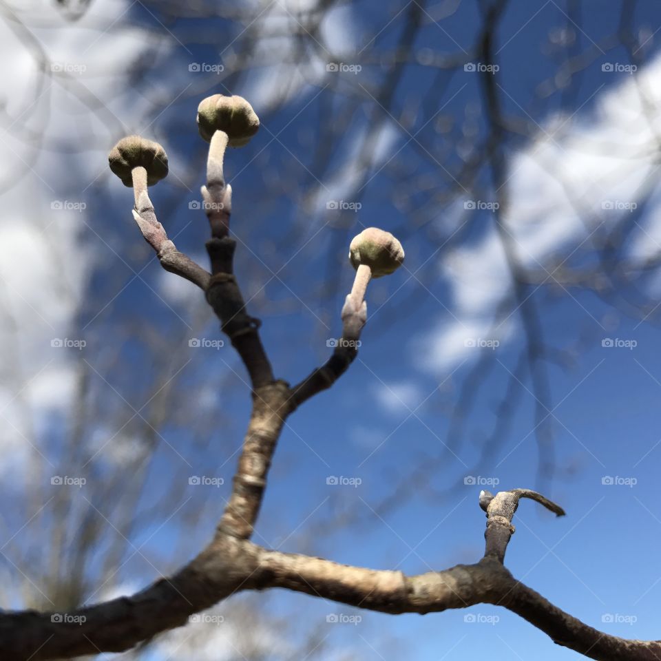 Closed Buds