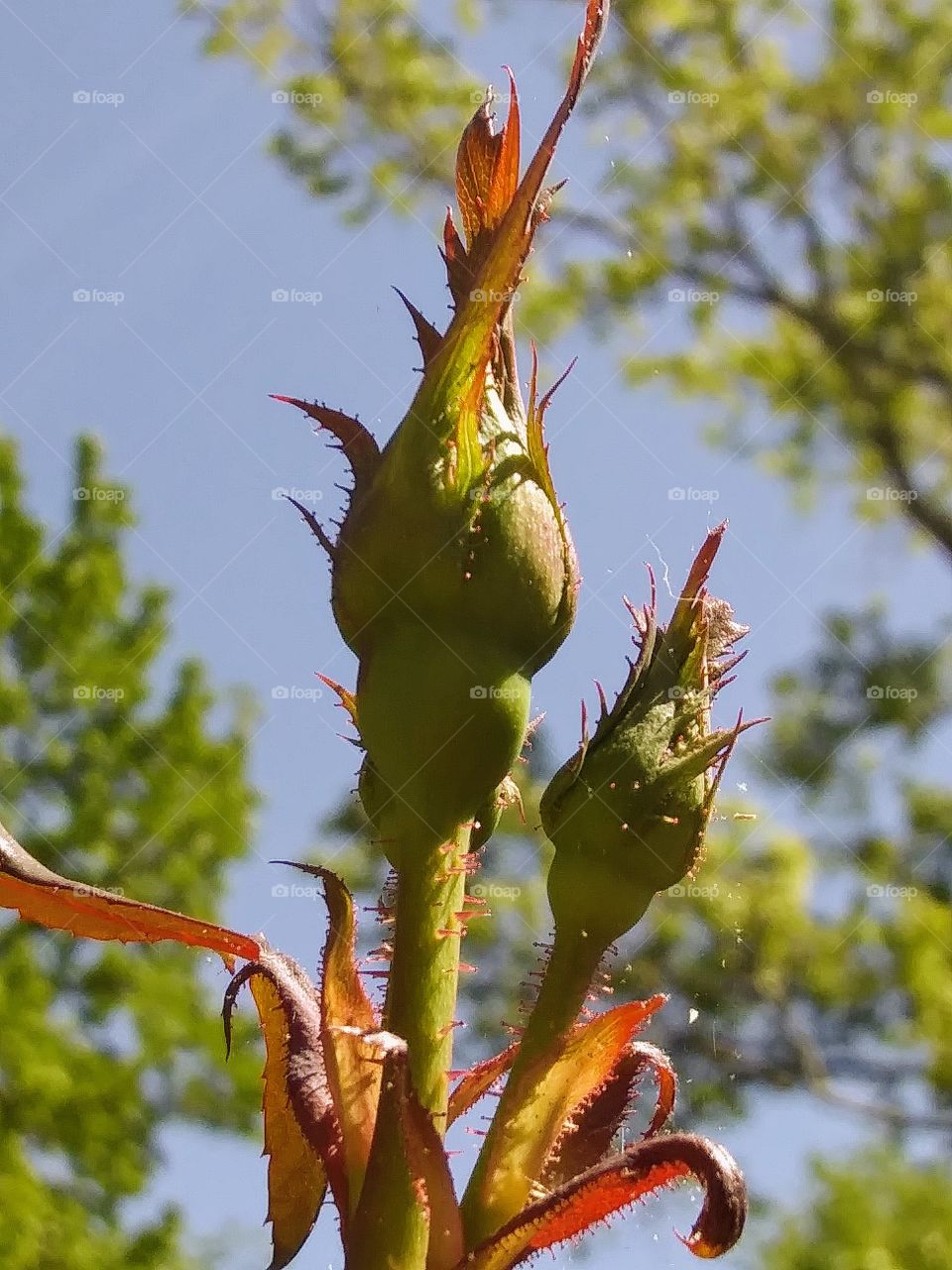 rose buds on a sunny day