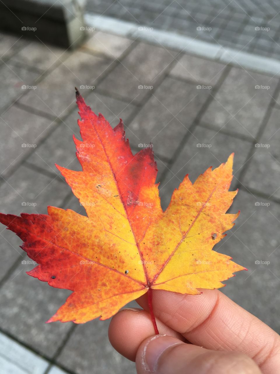 Close-up of human hand holding maple leaf