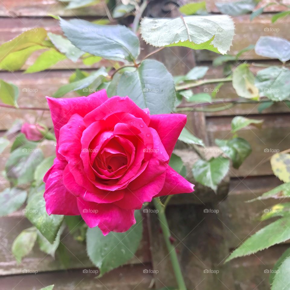 Cerise rose in bloom. So beautiful and fragrant. 
