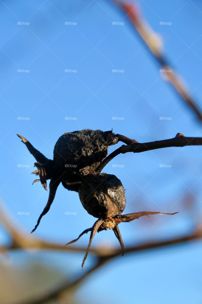 Old rose hip