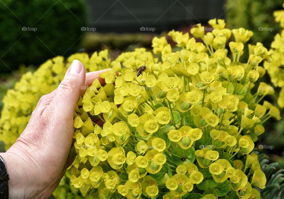 Hand holding flowers