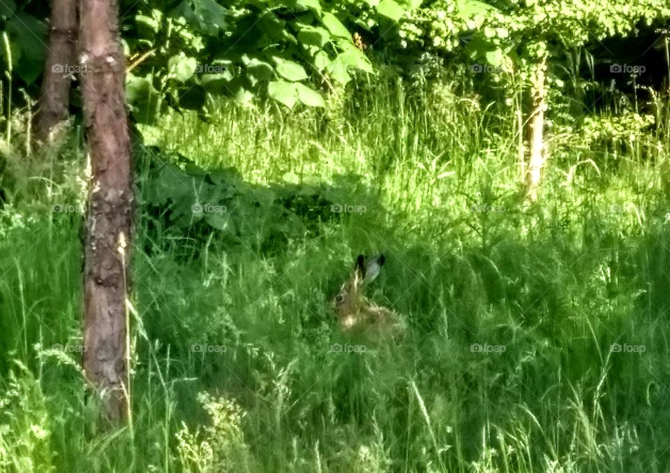 rabbit in the green grass wild nature summer time