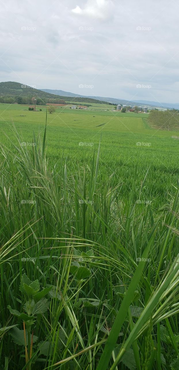 greek fields