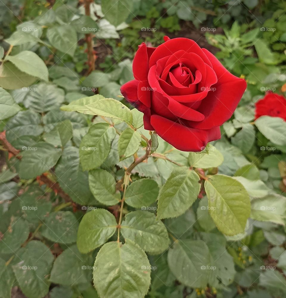 red roses and green leaves beautiful colours