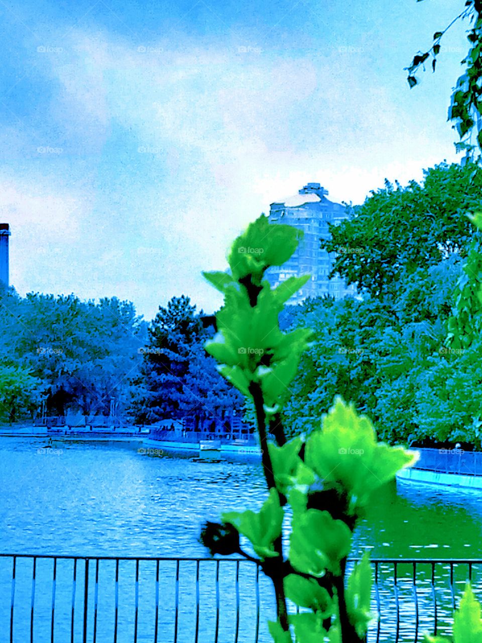 Nature, Water, Summer, Leaf, Garden