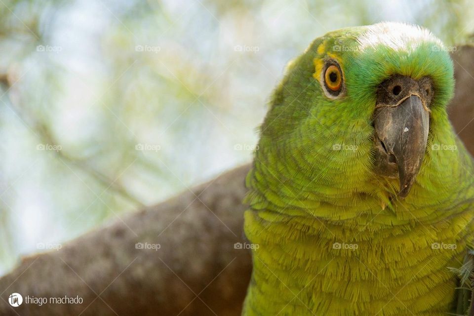 Parrot