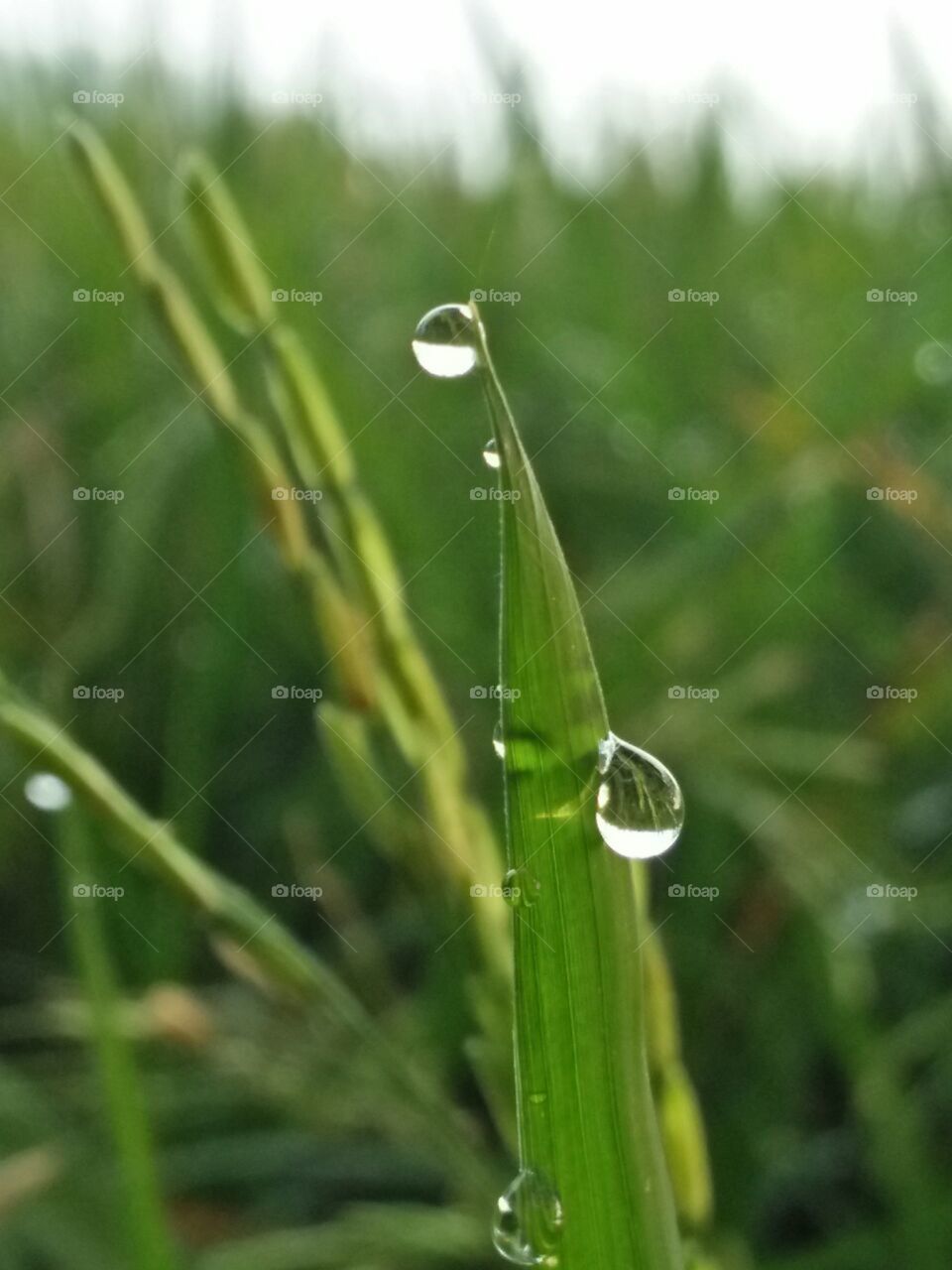 morning dew in the grass