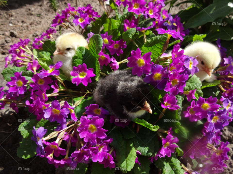 baby chicks in flowers