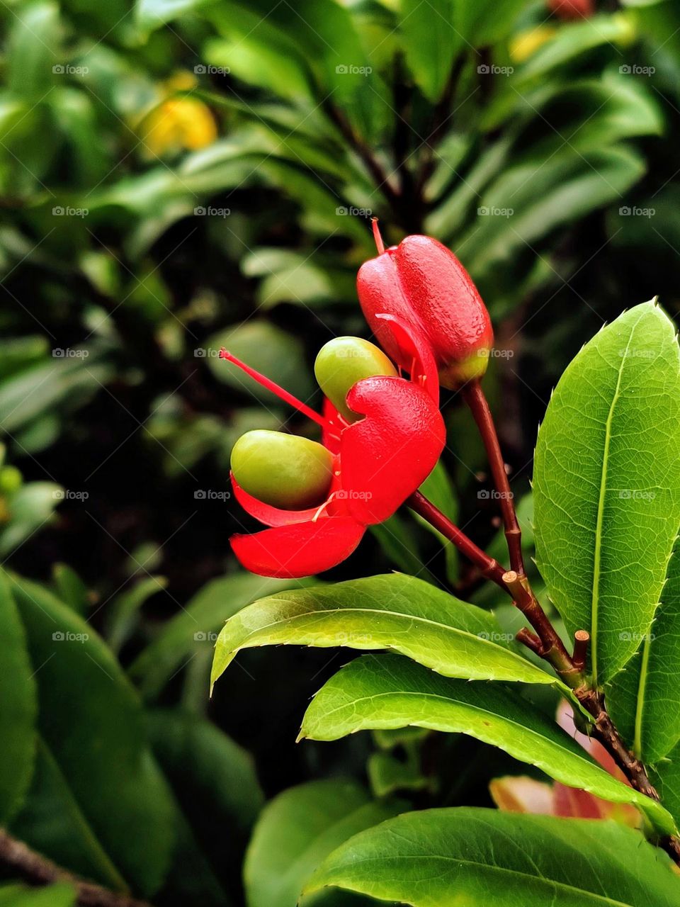 The fruits of Mickey mouse plant.