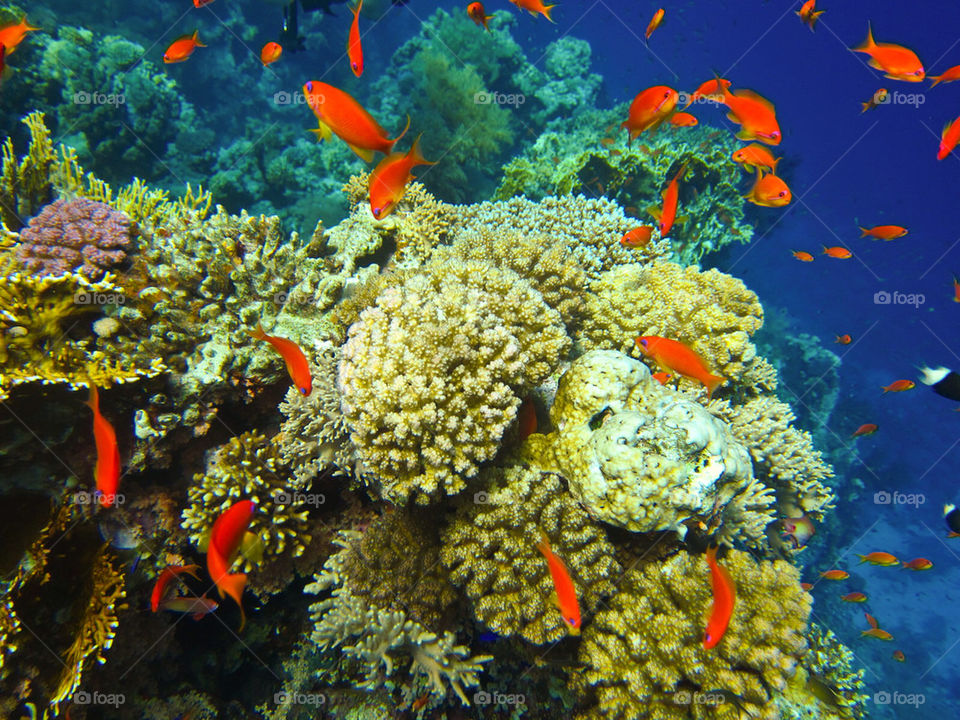 Underwater,Red Sea,Egypt.