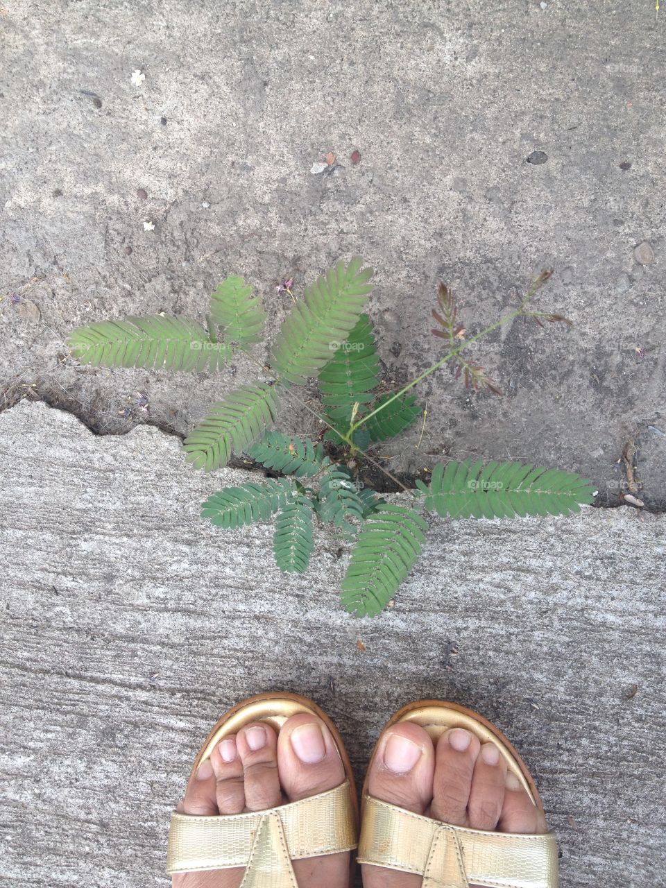 Golden shoes meet survival tree on cocrete floor.
