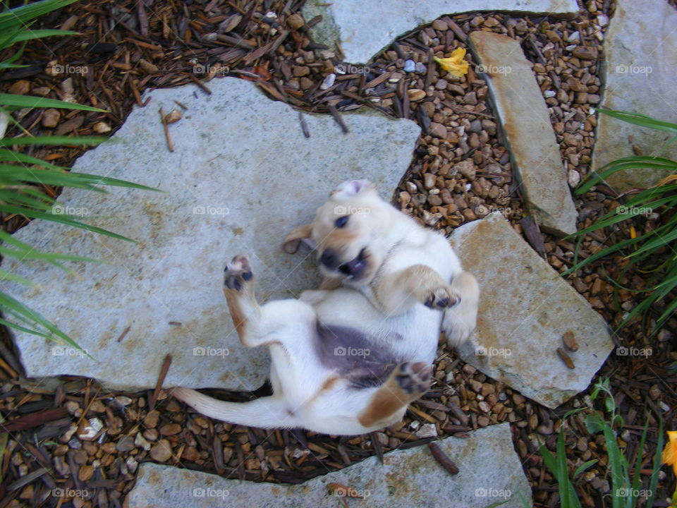 This is a yellow Labrador retriever puppy.