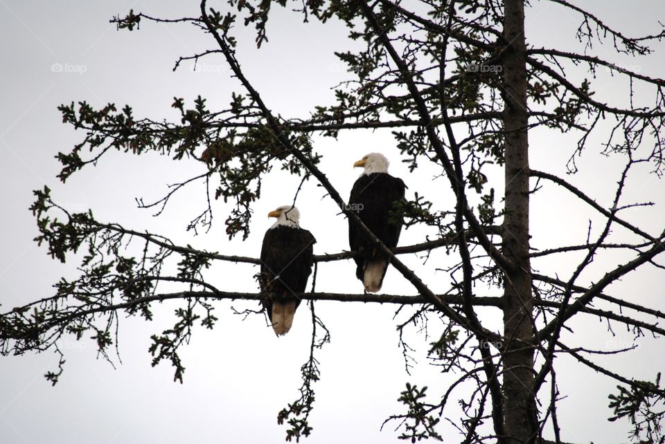 Saw this pair of eagles watching over their nest with 3 eaglets in Homer