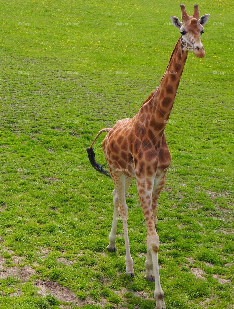 Giraffe walking to find food