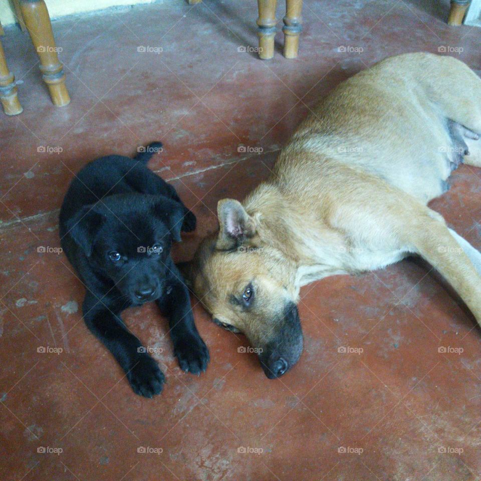 Our pet dog Marsha and the last of her puppies. The other puppies were eaten by a python. 😭😭😭