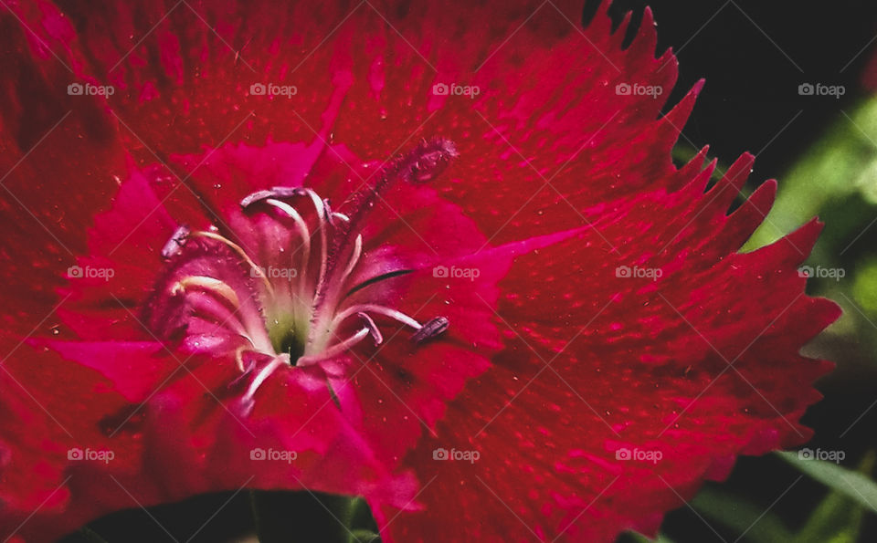 Getting a close look at a red flower growing in the garden.