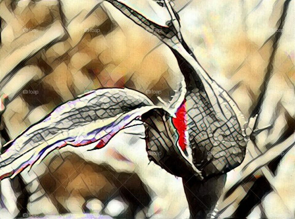 Rosebud of fall colors, love