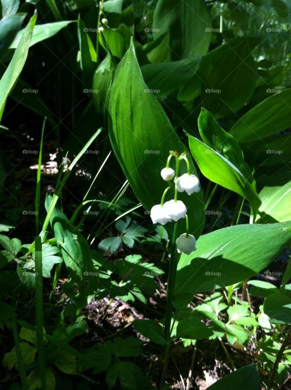 The natures poison beauty. Convallaria majalis