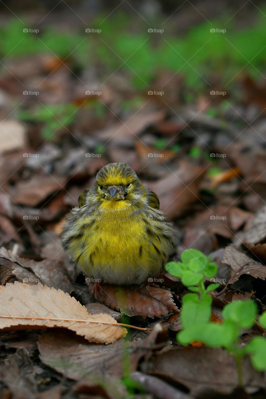 wild bird sitting on the ground