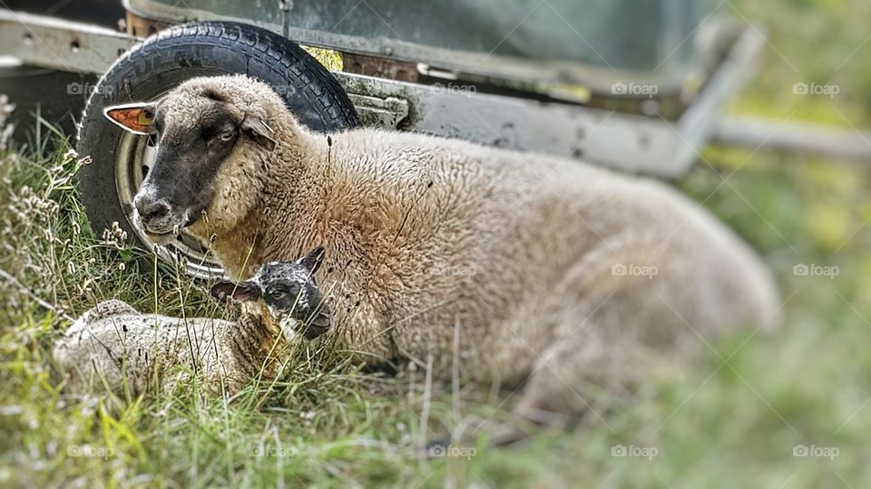 Sheep with a new born lamp